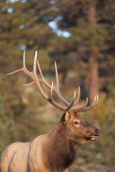 Bull Elk Portrait — Stock Photo, Image