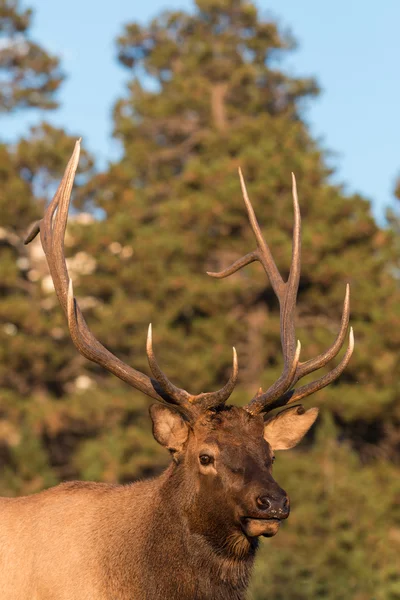 Bull Elk muotokuva — kuvapankkivalokuva