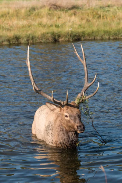 Elchbulle überquert einen Bach — Stockfoto