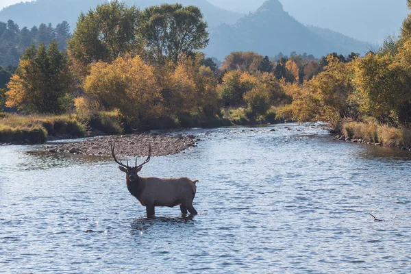 Bull Elk Crossing a Stream — Stock Photo, Image