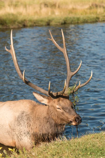 Bull Elk překračuje potok — Stock fotografie