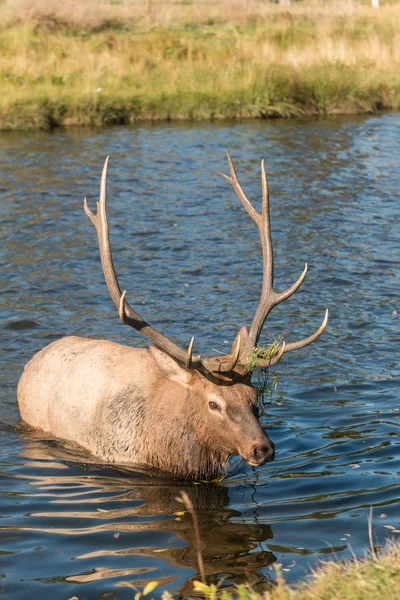 Bull Elk overschrijding van een Stream — Stockfoto