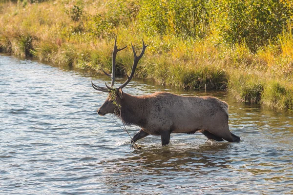 Bull Elk overschrijding van een Stream — Stockfoto