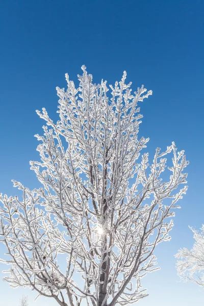 Winter Background — Stock Photo, Image
