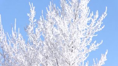 Kışın buz gibi ağaçlar