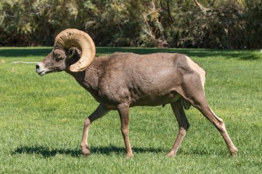 çöl bighorn koyun ram