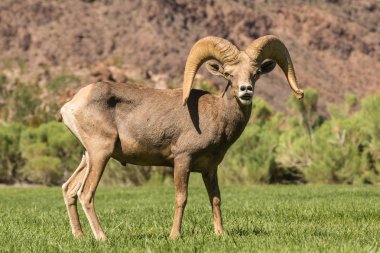 çöl bighorn koyun ram