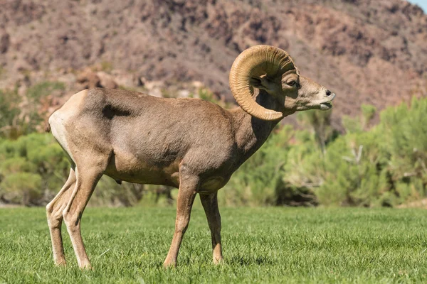 Sivatagi Bighorn juh Ram — Stock Fotó