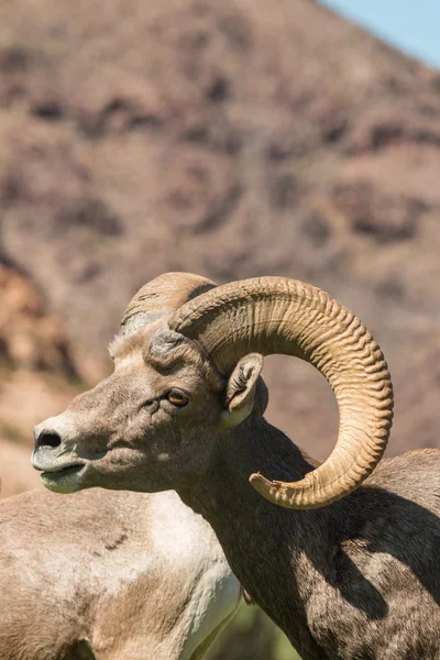 Çöl bighorn ram portre — Stok fotoğraf