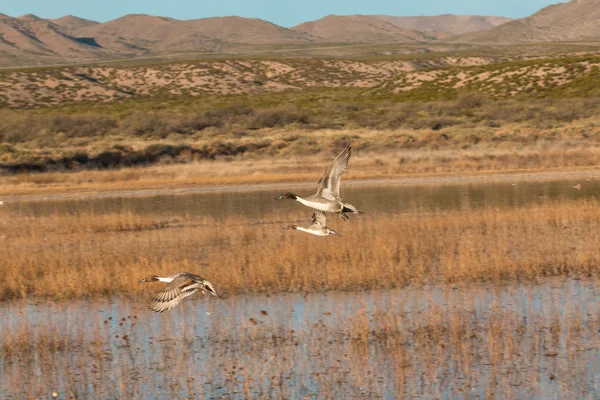 Drake Pintail Ducks Flying — Stock Photo, Image