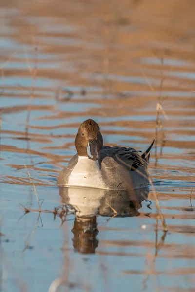 Drake Pintail Pato — Foto de Stock