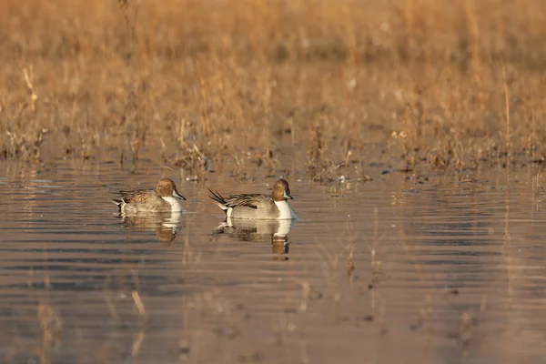 Drake Pintail Ducks — Stock Photo, Image