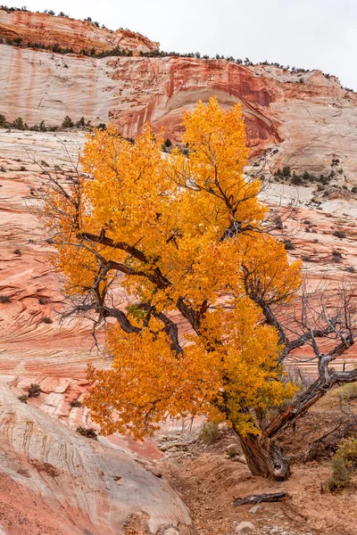 Parque Nacional Zion Otoño — Foto de Stock