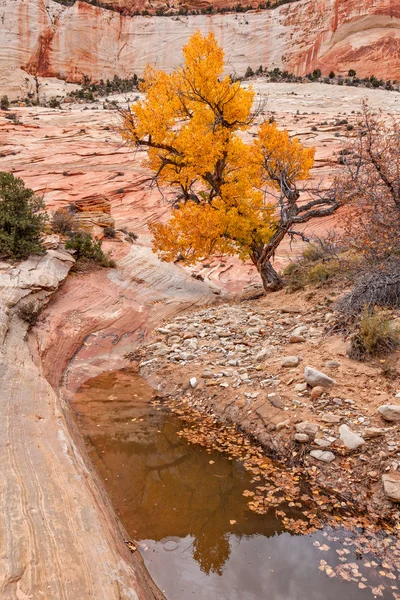 Autunno Parco Nazionale di Zion — Foto Stock