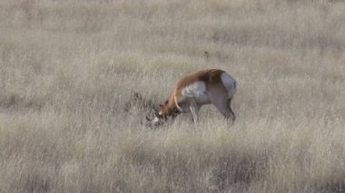 Boynuzlu antilop Buck