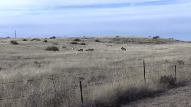Pronghorn Antilopenherde — Stockvideo