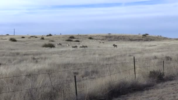 Rebanho de Antílope Pronghorn — Vídeo de Stock