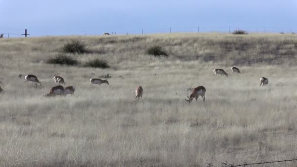 Mandria di Pronghorn antilope — Video Stock