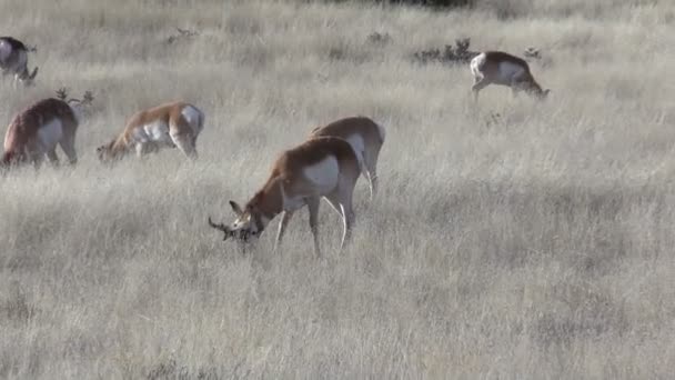 Mandria di Pronghorn antilope — Video Stock