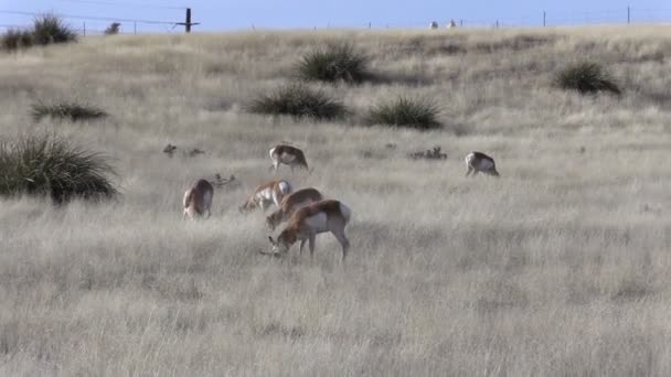 Pronghorn Antelope Herd — Stok Video
