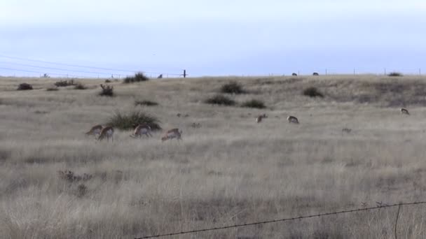 Troupeau d'antilopes du Pronghorn — Video