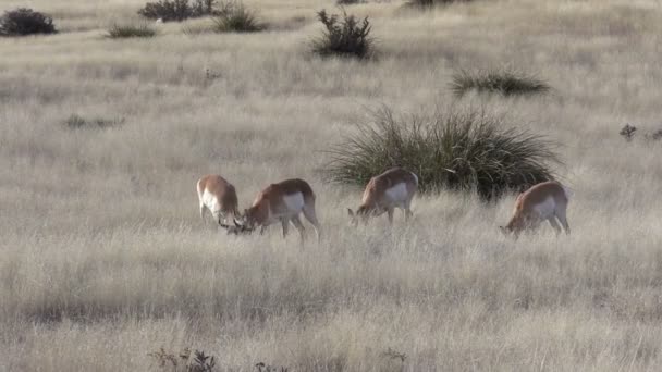 Pronghorn antilope herd — Stockvideo