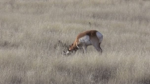 Pronghorn antilope buck — Video Stock