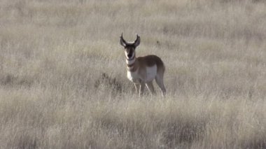 Boynuzlu antilop Buck