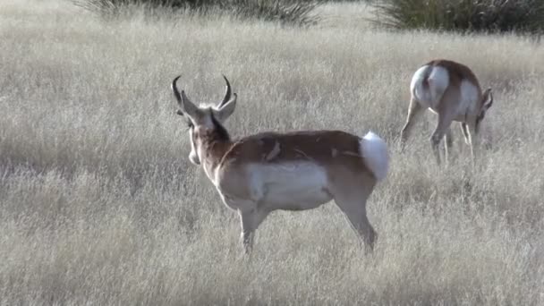 pronghorn antielope bucks 