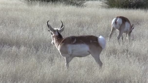 Pronghorn antielope bucks — Video