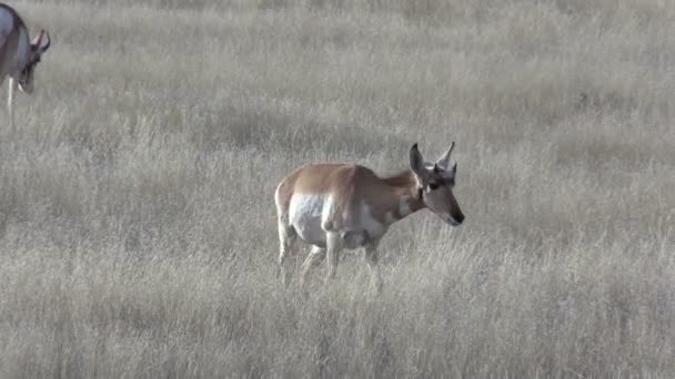 Pronghorn antilope doet — Stockvideo