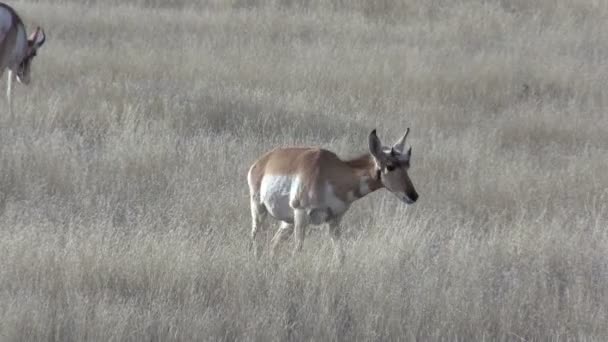 Pronghorn Antelope fa — Video Stock