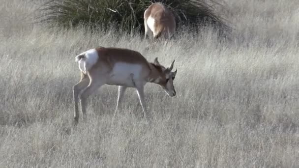 Pronghorn Antelope fait