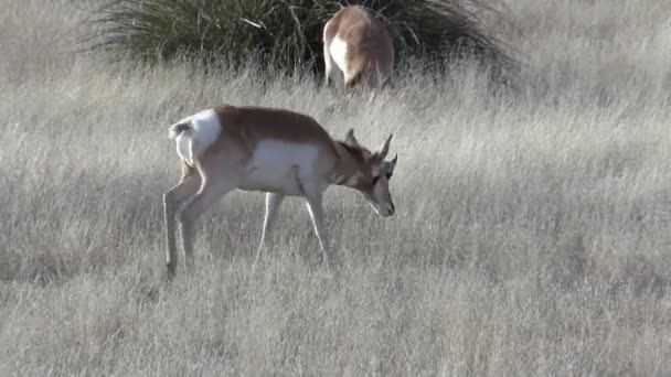 Pronghorn Antilope tut — Stockvideo