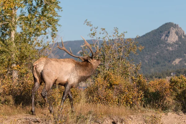 Toro Elk Bugling — Foto de Stock