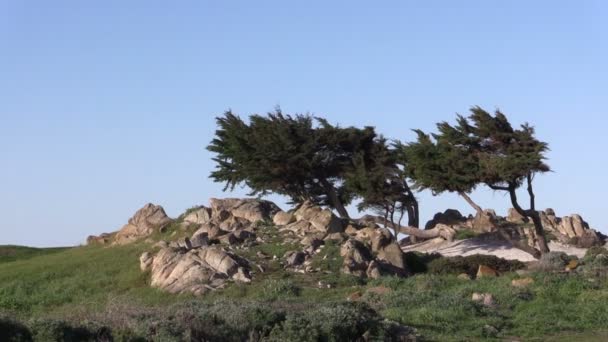 Kaliforniya Sahilinde Cypress Ağaçları — Stok video