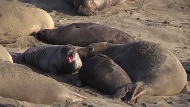 Sigilli elefanti sulla spiaggia — Video Stock