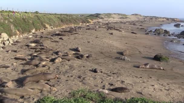 Elephant Seals on the beach — Stock Video