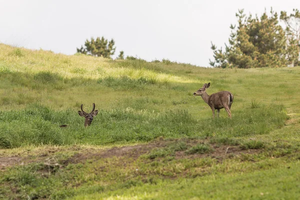 Blacktail Deer Buck dan Doe — Stok Foto