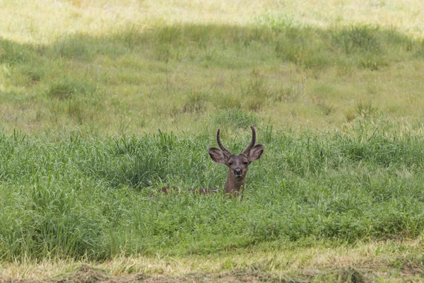 Buck Rusa Blacktail — Stok Foto