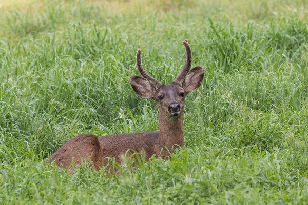 Austriacus jelenie Buck — Zdjęcie stockowe