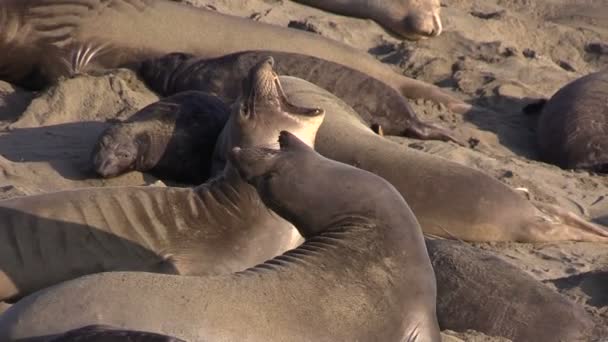 Sigilli elefanti sulla spiaggia — Video Stock