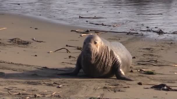 Phoques éléphant sur la plage — Video