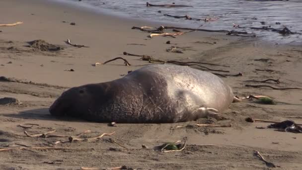 Sloní tuleni na pláži — Stock video