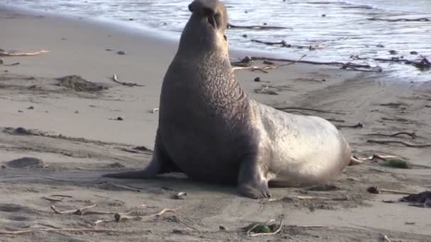 Elefantsälar på stranden — Stockvideo