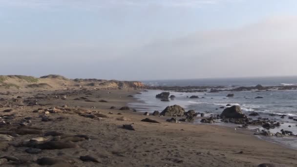 Sigilli elefanti sulla spiaggia — Video Stock