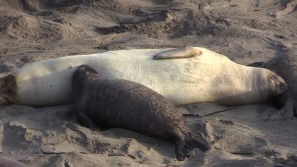 Elefantsälar på stranden — Stockvideo