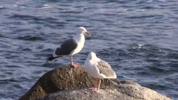 Seagulls on Rock — Stock Video