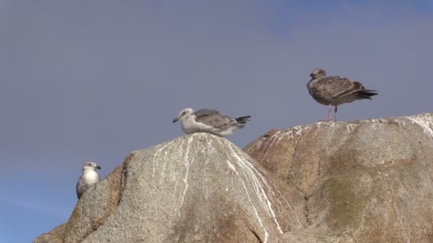 Чайки на скале — стоковое видео