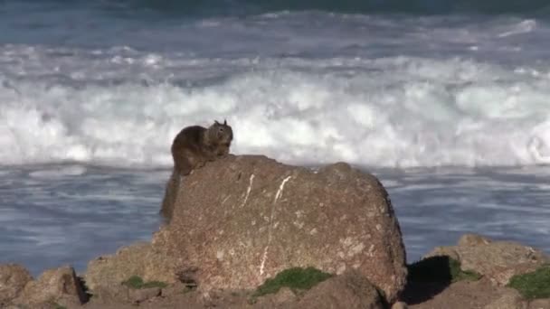 Ardilla terrestre de California — Vídeo de stock